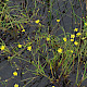 Ranunculus flammula
