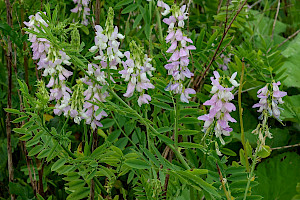 Galega officinalis Goat's-rue