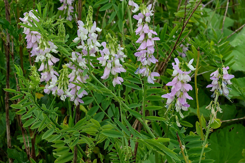Galega officinalis - &copy; Charles Hipkin