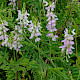 Galega officinalis