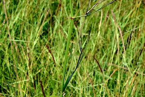 Parsley Water-dropwort: Oenanthe lachenalii