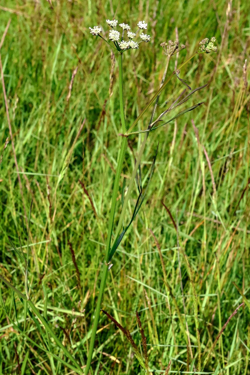 Oenanthe lachenalii - &copy; Charles Hipkin