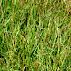 Oenanthe lachenalii