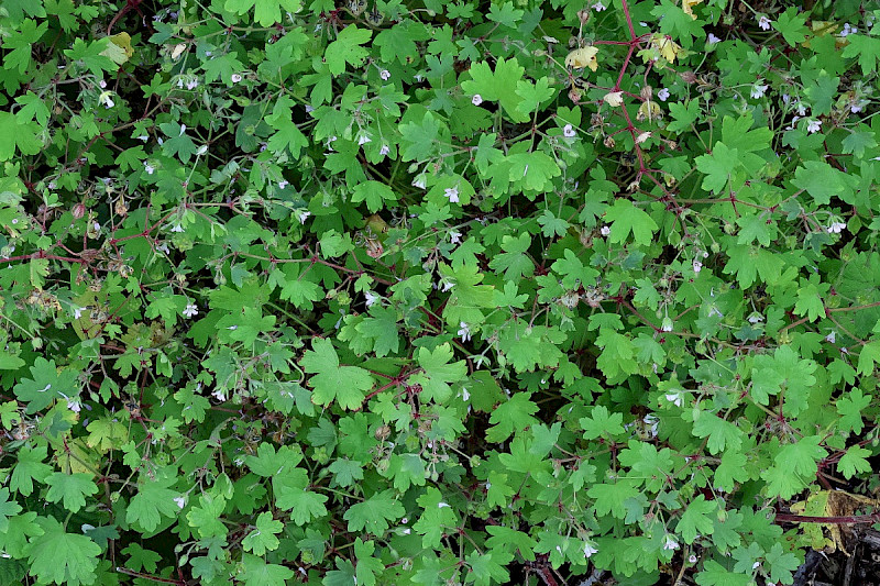 Geranium rotundifolium - &copy; Charles Hipkin