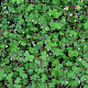 Geranium rotundifolium
