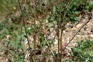 Crepis vesicaria Beaked Hawk's-beard