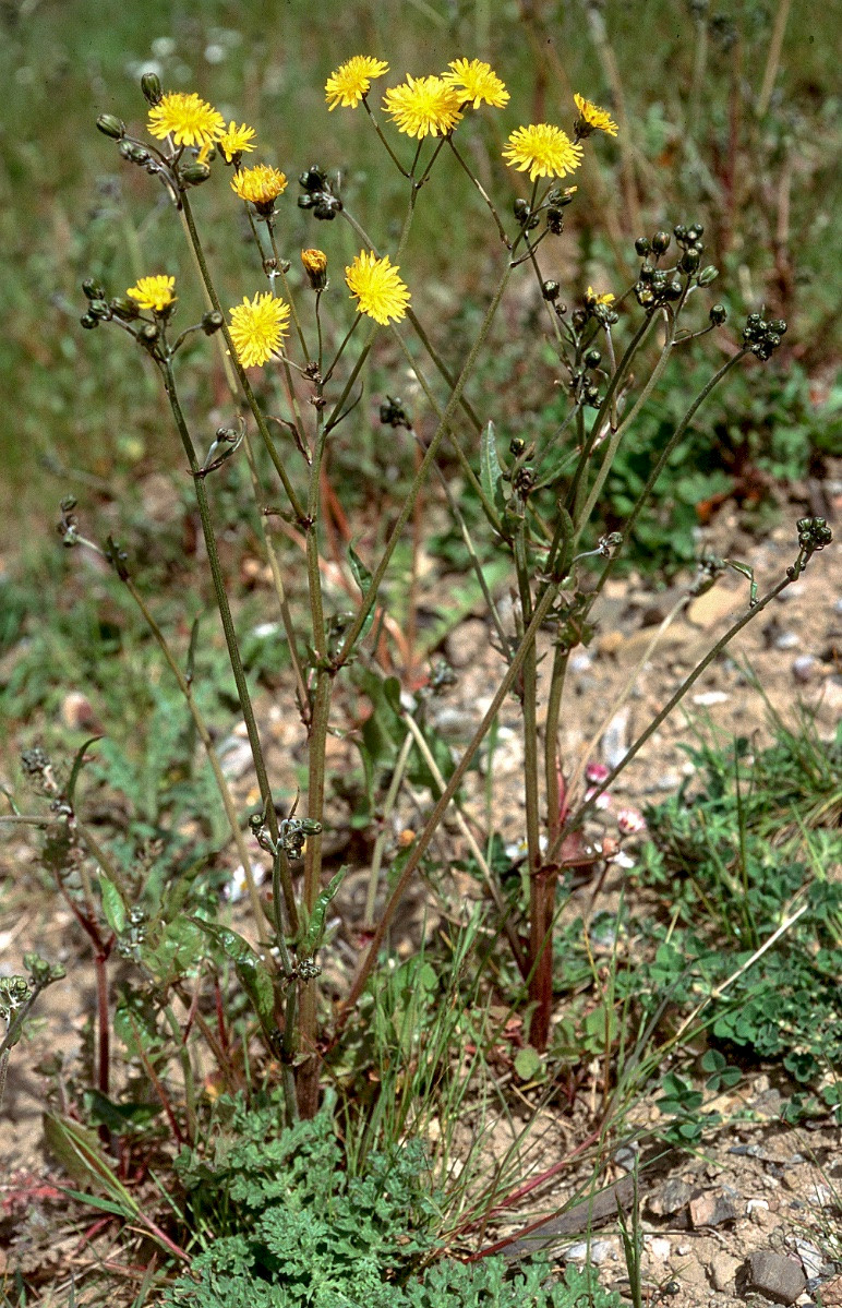Crepis vesicaria - &copy; Charles Hipkin