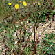 Crepis vesicaria