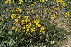 Beaked Hawk's-beard: Crepis vesicaria