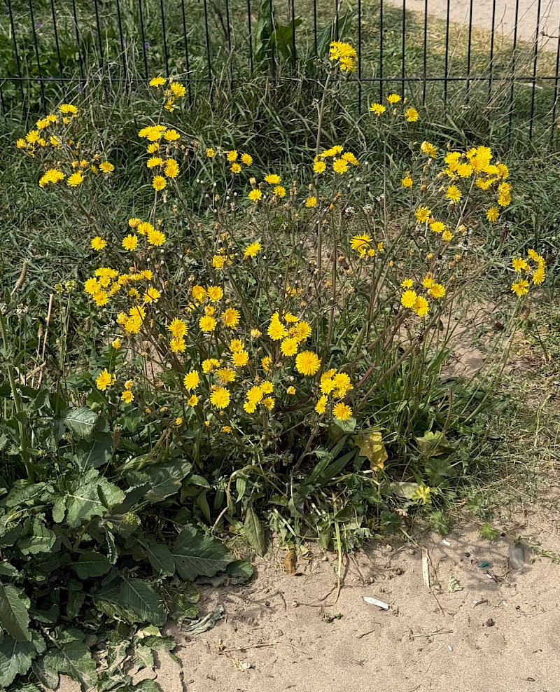 Crepis vesicaria - &copy; Charles Hipkin