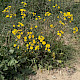 Crepis vesicaria