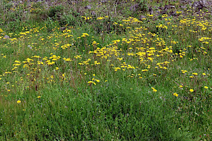 Beaked Hawk's-beard: Crepis vesicaria