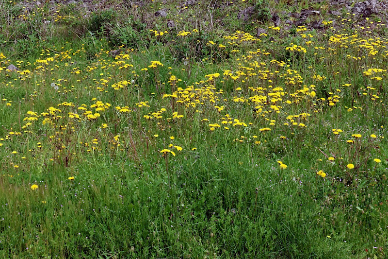 Crepis vesicaria - &copy; Charles Hipkin