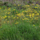 Crepis vesicaria
