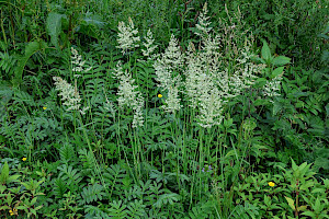 Holcus lanatus Yorkshire-fog