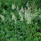 Holcus lanatus