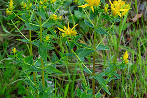 Square-stalked St John's-wort: Hypericum tetrapterum