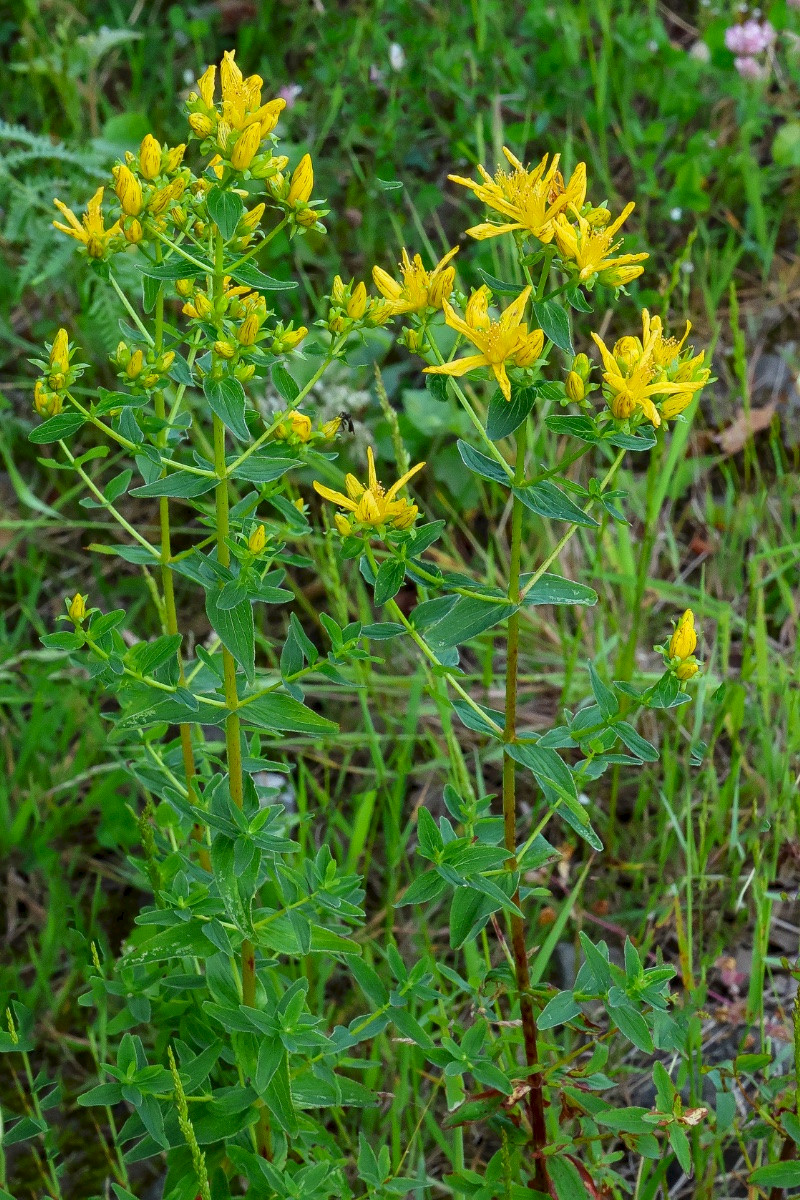 Hypericum tetrapterum - &copy; Charles Hipkin