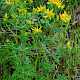 Hypericum tetrapterum