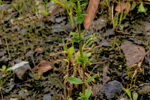 Square-stalked St John's-wort: Hypericum tetrapterum