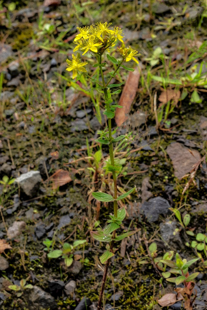 Hypericum tetrapterum - &copy; Charles Hipkin