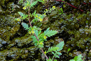 Rorippa palustris Marsh Yellow-cress
