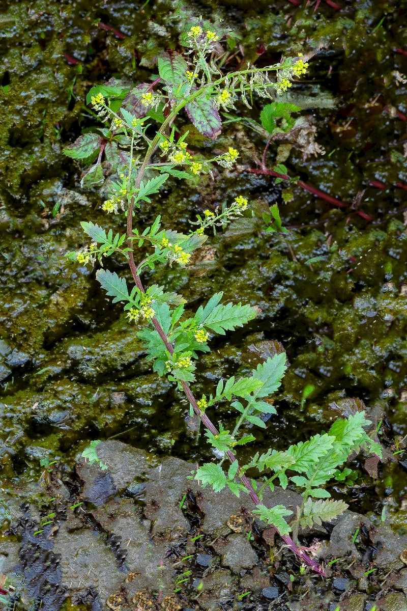 Rorippa palustris - &copy; Charles Hipkin