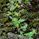 Rorippa palustris