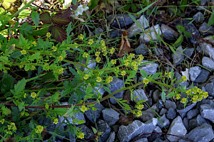 Marsh Yellow-cress: Rorippa palustris