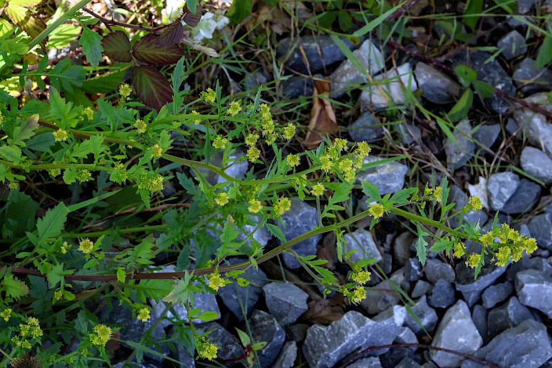 Rorippa palustris - &copy; Charles Hipkin