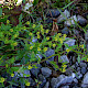 Rorippa palustris