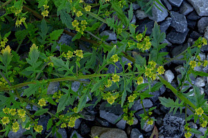 Marsh Yellow-cress: Rorippa palustris