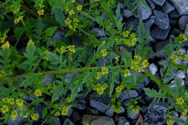 Rorippa palustris - &copy; Charles Hipkin