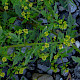 Rorippa palustris