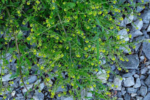 Marsh Yellow-cress: Rorippa palustris