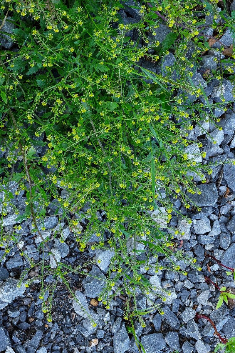 Rorippa palustris