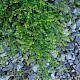Rorippa palustris