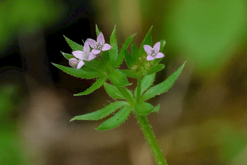 Galium parisiense - &copy; Charles Hipkin
