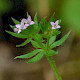 Galium parisiense