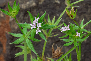 Galium parisiense Wall Bedstraw