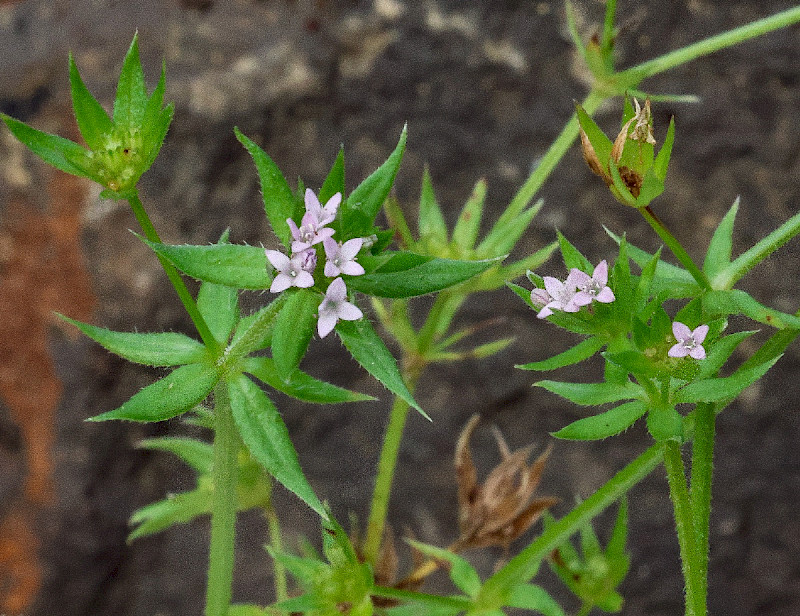 Galium parisiense - &copy; Charles Hipkin