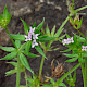 Galium parisiense