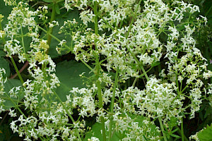 Galium album Hedge Bedstraw