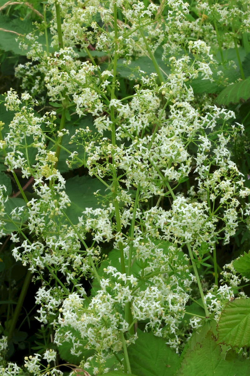 Galium album - &copy; Charles Hipkin