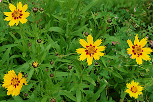 Coreopsis grandiflora Large-flowered Tickseed