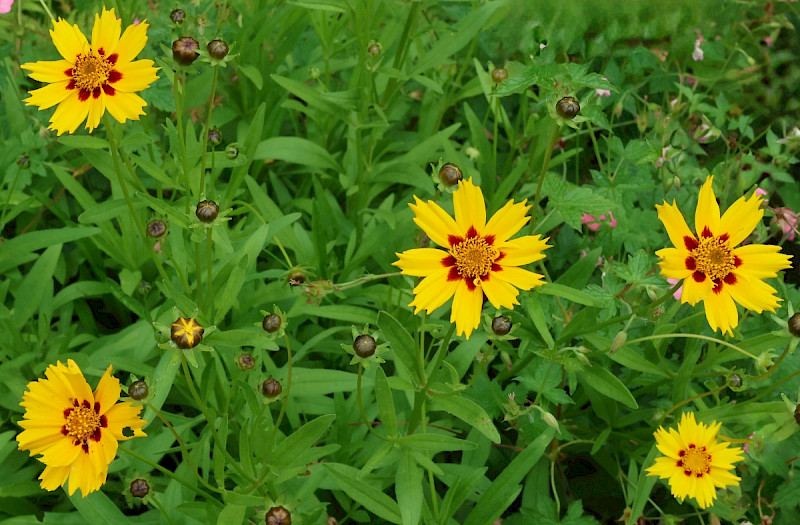 Coreopsis grandiflora - &copy; Charles Hipkin