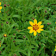 Coreopsis grandiflora