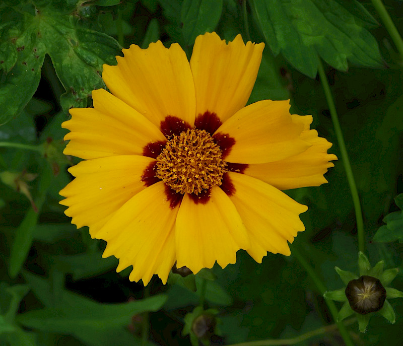 Coreopsis grandiflora - &copy; Charles Hipkin
