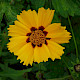 Coreopsis grandiflora