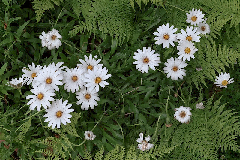 Osteospermum jucundum - &copy; Charles Hipkin